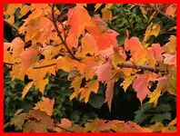 057.webp