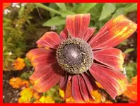 087.webp