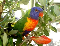 Copy of Papagei bunt (25)v.webp