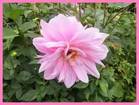 277.webp