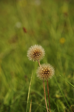 Samenstand.webp