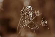 Samenstand (3).webp