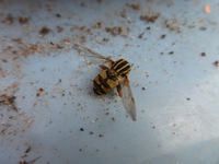 P1200045.webp
