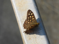 P1200050.webp