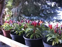 BILD3414.webp