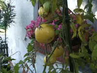 BILD3415.webp