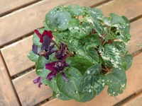 P1200155.webp