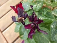 P1200156.webp