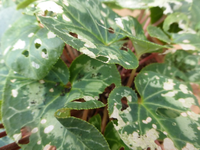 P1200157.webp
