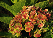 Hortensie_Magical_Coral blau_macro_Morgentau_640.webp