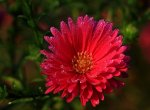 Aster_pinK-Tropfen_Morgentau_dew_640.JPG