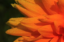 Dahlie_Glory_Morgentau_Tropfen_dew_640.webp