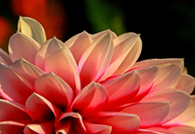 Dahlie_pink_weiss_Tropfen_dew_makro_640.webp