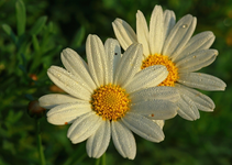 Margerite_weiss_gelb_Tropfen_2 of a kind_640.webp