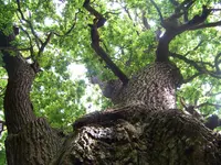 161 old oaktree.webp