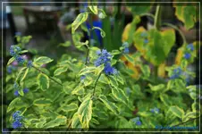 comp_DSC02254.webp