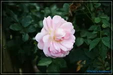 comp_DSC02257.webp