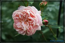comp_DSC02258.webp