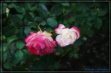 comp_DSC02259.webp