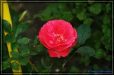 comp_DSC02260.webp