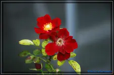 comp_DSC02262.webp