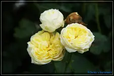 comp_DSC02263.webp