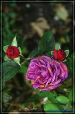 comp_DSC02261.webp