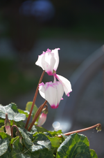 DSC_2540.webp