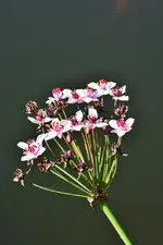 DSC_2562.webp