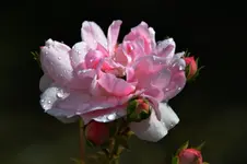 DSC_1730_26148a.webp
