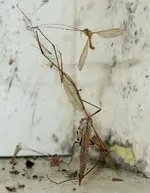 TiereMakro (41).webp