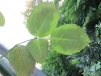 IMG_2293.webp IMG_2293.webp