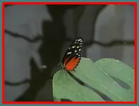 042.webp