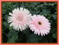 061.webp
