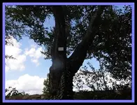 117.webp