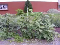 AghanistanGigantklein.webp