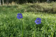 Wiesen Storchenschnabel.webp