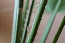 doch nicht das was ich denke an der Malpe 002.webp doch nicht das was ich denke an der Malpe 002.webp