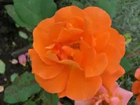 CIMG9118.webp