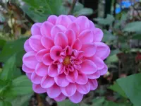 CIMG9116.webp