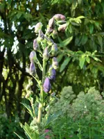 CIMG9119.webp