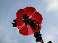 CIMG9129.webp