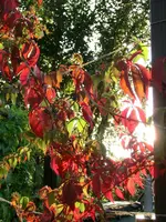 CIMG9134.webp