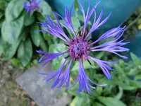 CIMG9133.webp
