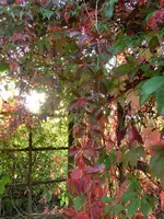 CIMG9132.webp