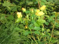 SAM_5472.webp