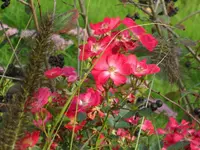 SAM_5474.webp