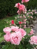 ro06.webp