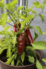 finally_red_peppers.webp