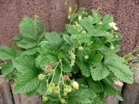 k-P1080027.webp